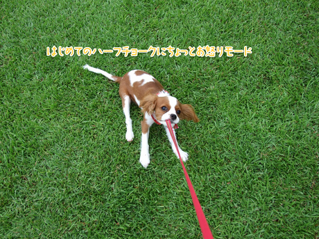 2014-08-09 10.51.51.jpg