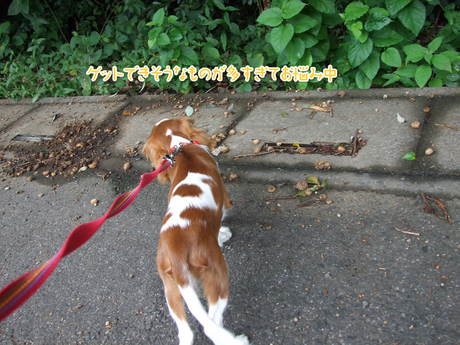 北本自然観察公園手前