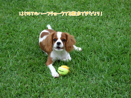 hanaのマイブームはボール遊び