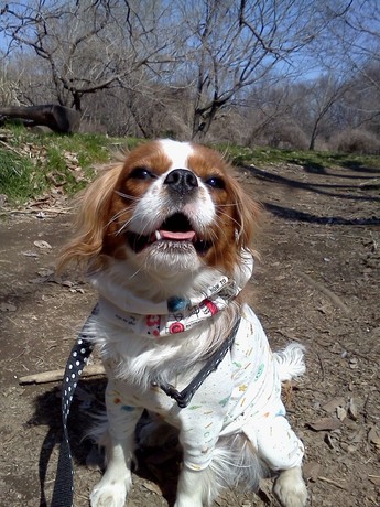 2015-03-13 12.55.22.jpg