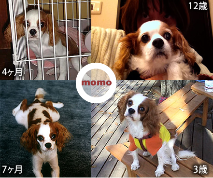 momo.jpg