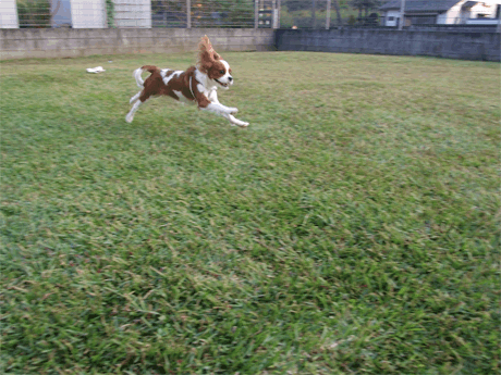 run20141027.gif