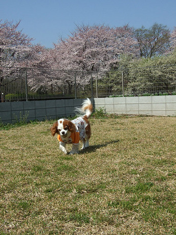 20090406.jpg