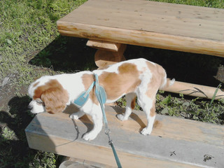 momo_in_the_park.jpg